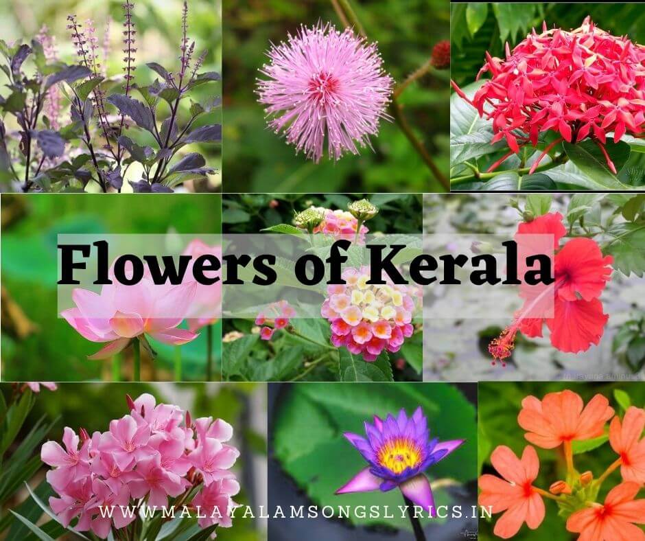 Kerala Flowering Plants with Pictures