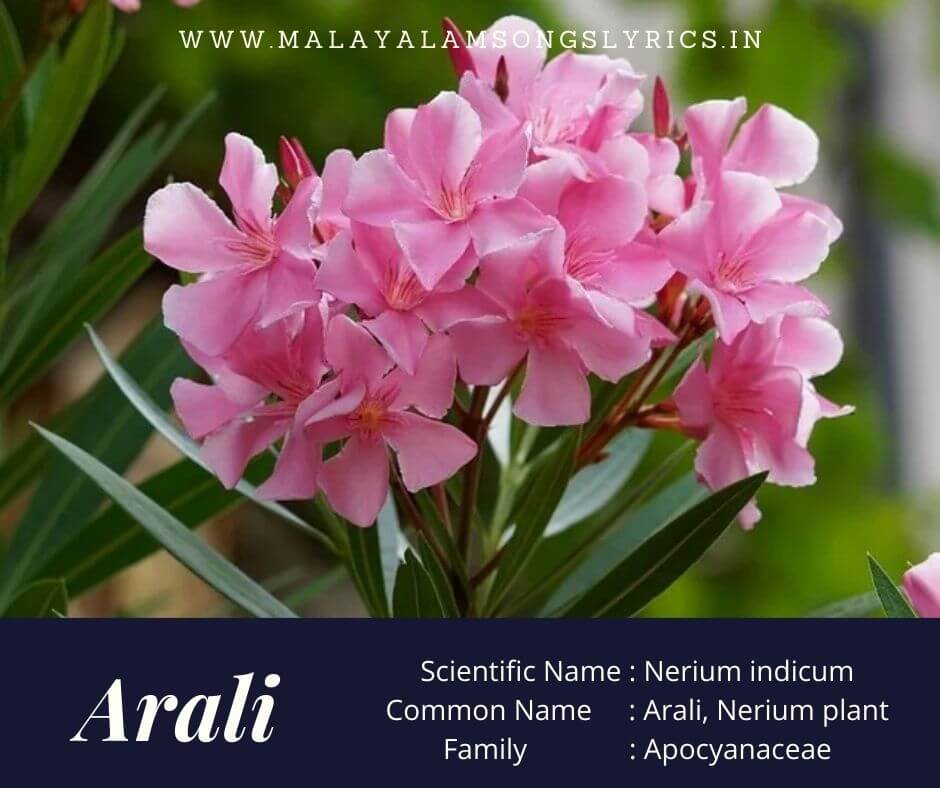 Kerala Flowering Plants with Pictures - Malayalam Songs Lyrics